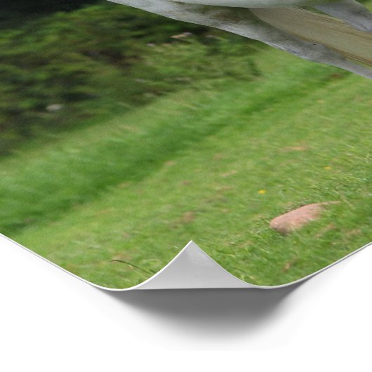 Bob Langrish | Welsh Pony Mare en Foal Poster (Hoek)