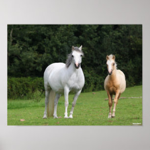 Bob Langrish Welsh Pony Mare en Foal Poster