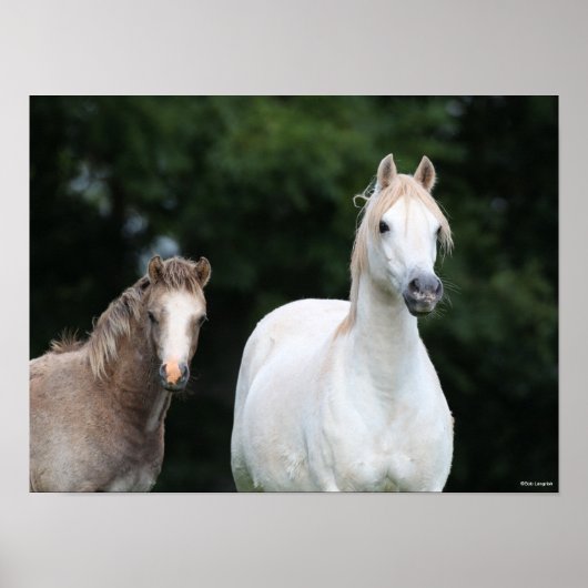 Bob Langrish | Welsh Pony Mare en Foal Poster (Voorkant)
