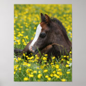 Bob Langrish | Welsh Pony resting in Flowers Poster (Voorkant)