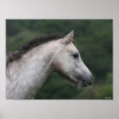 Bob Langrish | Welsh Section A Pony Headshot Poster (Voorkant)