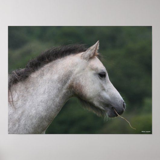 Bob Langrish | Welsh Section A Pony Headshot Poster (Voorkant)
