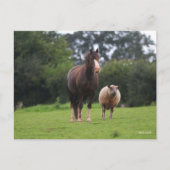 Bob Langrish | Zachte Pony met schaap Briefkaart (Voorkant)