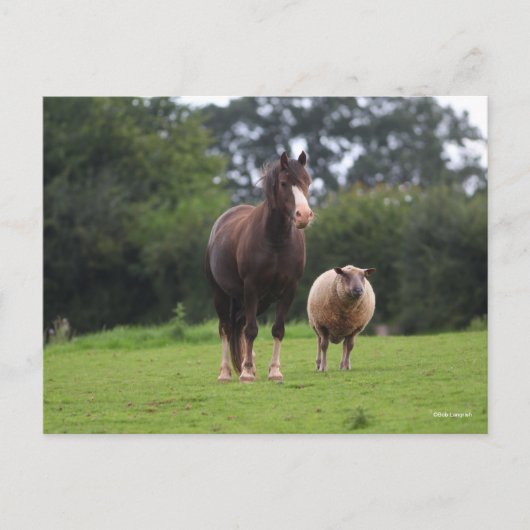Bob Langrish | Zachte Pony met schaap Briefkaart (Voorkant)