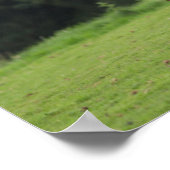 Bob Langrish | Zachte Pony met schaap Poster (Hoek)