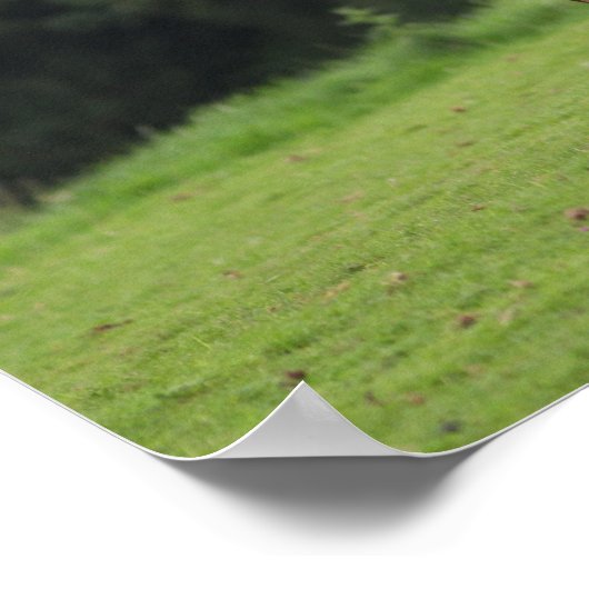 Bob Langrish | Zachte Pony met schaap Poster (Hoek)