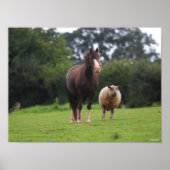 Bob Langrish | Zachte Pony met schaap Poster (Voorkant)