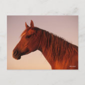 Bob Langrish | Zonnebak van Arabische kastanjepaar Briefkaart (Voorkant)