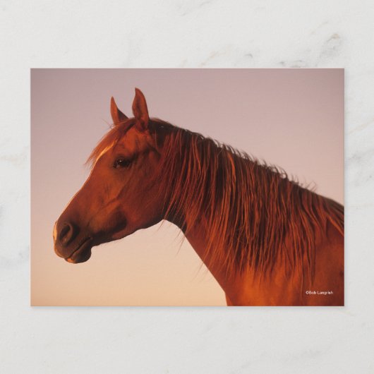 Bob Langrish | Zonnebak van Arabische kastanjepaar Briefkaart (Voorkant)