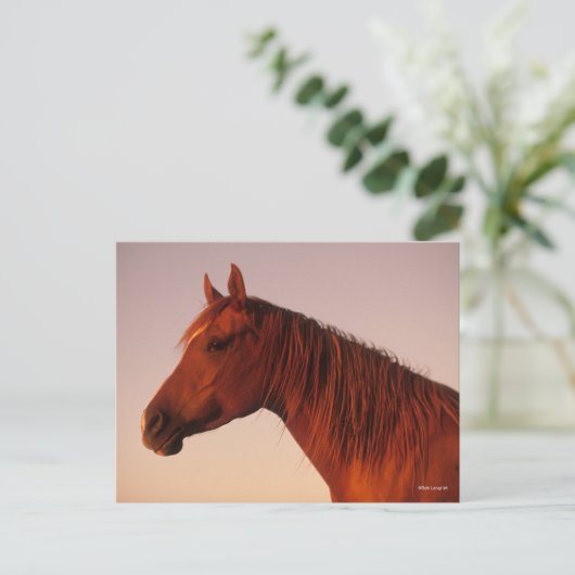 Bob Langrish | Zonnebak van Arabische kastanjepaar Briefkaart (Staand voorkant)