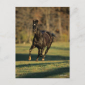 Bob Langrish | Zwart draaiend draaien Briefkaart (Voorkant)