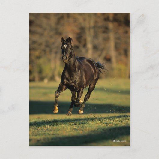 Bob Langrish | Zwart draaiend draaien Briefkaart (Voorkant)