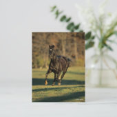 Bob Langrish | Zwart draaiend draaien Briefkaart (Staand voorkant)