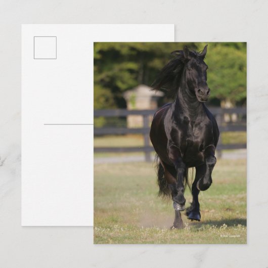 Bob Langrish | Zwart-Friesland Mare aan de gang Briefkaart (Voorkant / Achterkant)