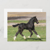 Bob Langrish | Zwart gipspannerschuim loopt Briefkaart (Voorkant / Achterkant)