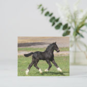 Bob Langrish | Zwart gipspannerschuim loopt Briefkaart (Staand voorkant)