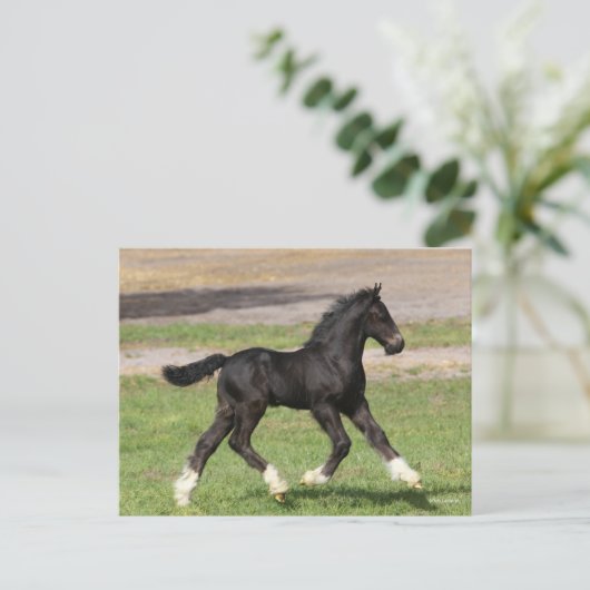 Bob Langrish | Zwart gipspannerschuim loopt Briefkaart (Staand voorkant)