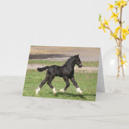 Bob Langrish | Zwart gipspannerschuim loopt Kaart (Gele Bloem)