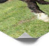 Bob Langrish | Zwart gipspannerschuim loopt Poster (Hoek)