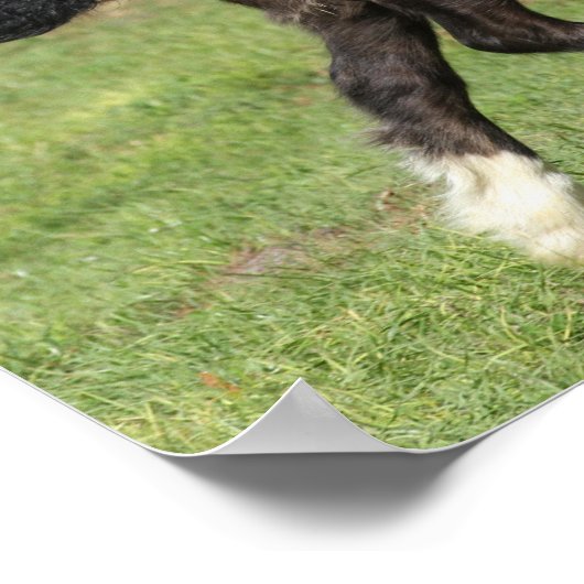 Bob Langrish | Zwart gipspannerschuim loopt Poster (Hoek)