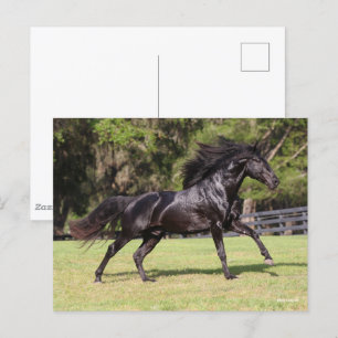 Bob Langrish Zwart Lusitano Briefkaart