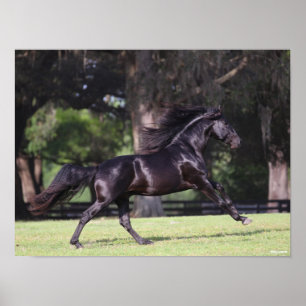 Bob Langrish Zwart Lusitano Poster