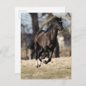 Bob Langrish | Zwarte Andaluciaanse paarden lopen Briefkaart (Voorkant / Achterkant)