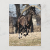 Bob Langrish | Zwarte Andaluciaanse paarden lopen Briefkaart (Voorkant)