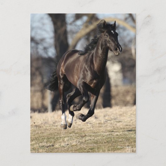 Bob Langrish | Zwarte Andaluciaanse paarden lopen Briefkaart (Voorkant)
