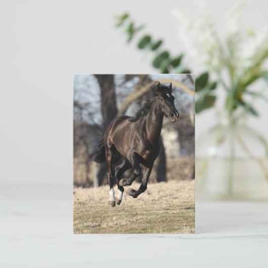 Bob Langrish | Zwarte Andaluciaanse paarden lopen Briefkaart (Staand voorkant)