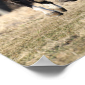 Bob Langrish | Zwarte Andaluciaanse paarden lopen Poster (Hoek)