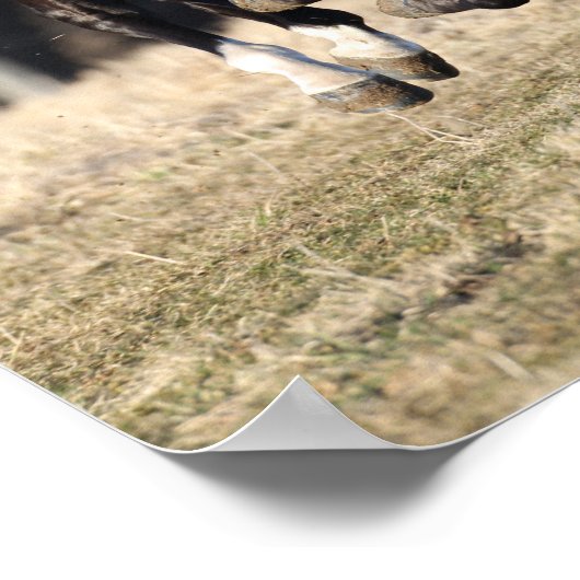 Bob Langrish | Zwarte Andaluciaanse paarden lopen Poster (Hoek)