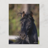 Bob Langrish | Zwarte Andalucian Stallion Headshot Briefkaart (Voorkant)
