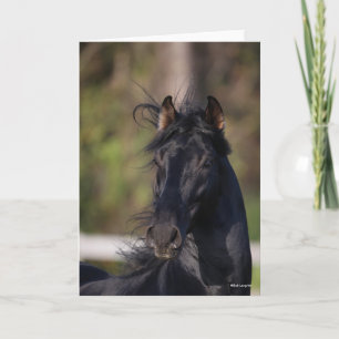 Bob Langrish Zwarte Andalucian Stallion Headshot Kaart