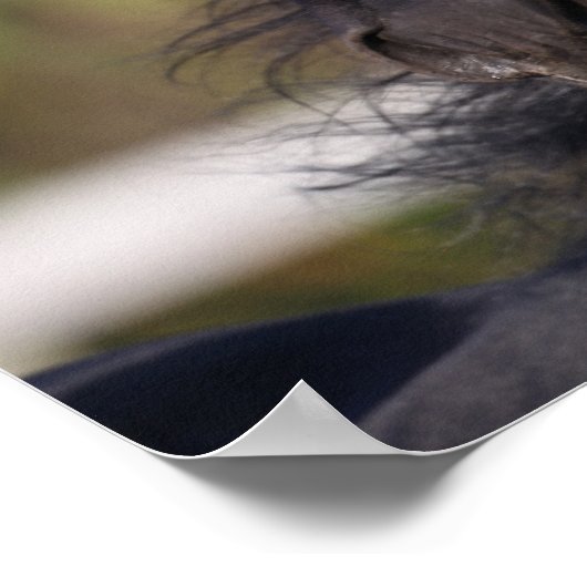 Bob Langrish | Zwarte Andalucian Stallion Headshot Poster (Hoek)