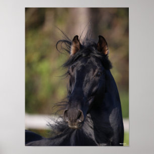 Bob Langrish Zwarte Andalucian Stallion Headshot Poster