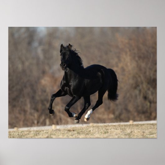 Bob Langrish | Zwarte Andalucian Stallion Running Poster (Voorkant)