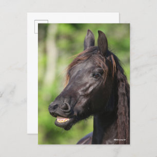 Bob Langrish   Zwarte Friesian Flehmen Headshot Briefkaart