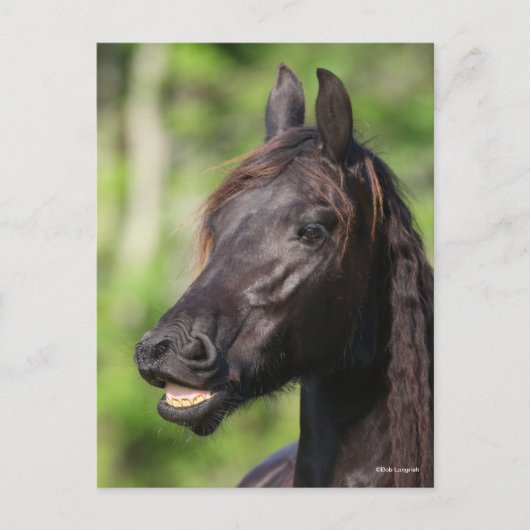Bob Langrish | Zwarte Friesian Flehmen Headshot Briefkaart (Voorkant)