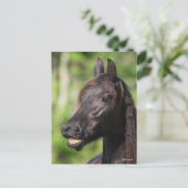 Bob Langrish | Zwarte Friesian Flehmen Headshot Briefkaart (Staand voorkant)