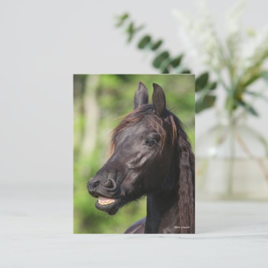 Bob Langrish | Zwarte Friesian Flehmen Headshot Briefkaart (Staand voorkant)
