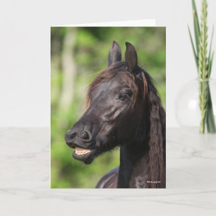 Bob Langrish   Zwarte Friesian Flehmen Headshot Kaart