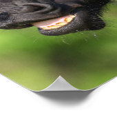 Bob Langrish | Zwarte Friesian Flehmen Headshot Poster (Hoek)