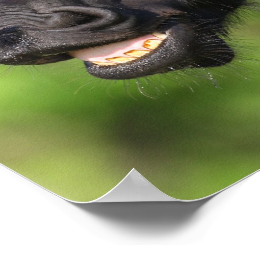 Bob Langrish | Zwarte Friesian Flehmen Headshot Poster (Hoek)