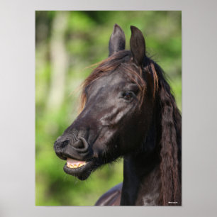 Bob Langrish Zwarte Friesian Flehmen Headshot Poster