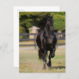 Bob Langrish Zwarte Friesian Horse Running Briefkaart