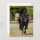 Bob Langrish | Zwarte Friesian Horse Running Briefkaart (Voorkant / Achterkant)
