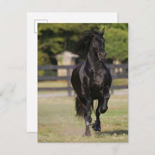 Bob Langrish | Zwarte Friesian Horse Running Briefkaart (Voorkant / Achterkant)