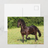 Bob Langrish | Zwarte Friesian Horse Running Briefkaart (Voorkant / Achterkant)