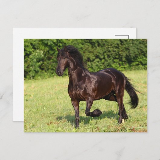Bob Langrish | Zwarte Friesian Horse Running Briefkaart (Voorkant / Achterkant)